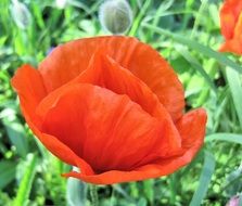 poppy with red petals