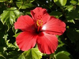 Picture of red hibiscus blossom