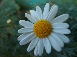 White camomile in the nature