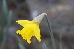 daffodil blossoms in spring