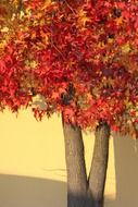 Maple in bright colorful colors of autumn