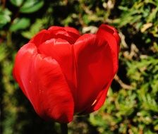 red tulip on the flowerbed