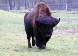 massive wisent walking on pasture in wildlife park