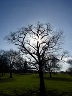 sun behind a tree with bare branches