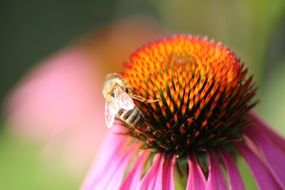 bee sitting on echinacea close up