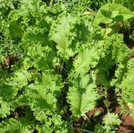 mustard leaves in the garden
