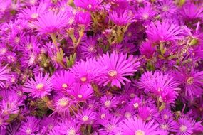 Lots of spring pink flowers close-up