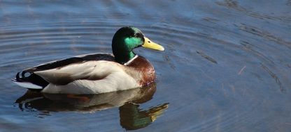 large drake on a lake in the wild