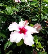 White and purple hibiscus flowers