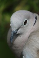 gray dove on green background close up