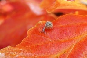 gorgeous snail foliage plant