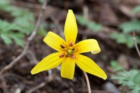 yellow lily close-up on blurred background