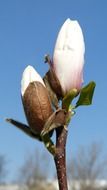 Closed white flower buds on a branch