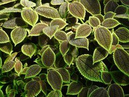 colorful nettles