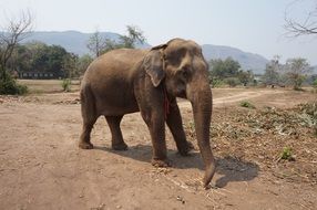 herbivorous elephant in Thailand