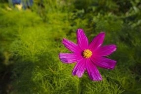 lonely purple flower on a green summer field