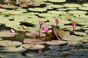 pink lily pads in a pond
