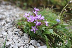 purple flowers among stones