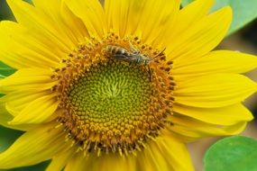 insect collects nectar from a yellow sunflower