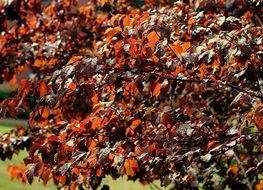 tree with autumn leaves close up