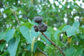 Green berries on a tree branch