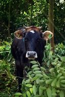 black cow in a forest in Ecuador