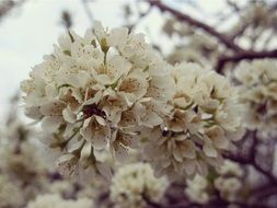 White natural flower