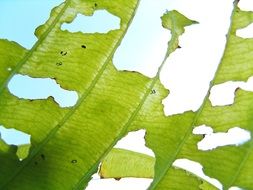 destroyed green leaf