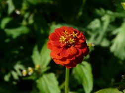 zinnia flower in nature