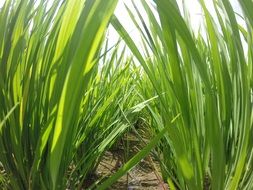 inside of the reed grass