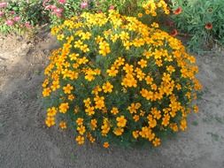 Orange tagetes