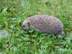 hedgehog goes on green grass