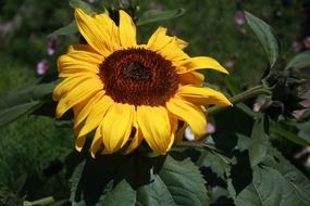 sunflower blossom