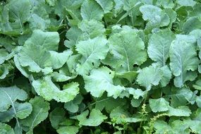 kale green leaves in the garden