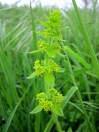 green wildflower