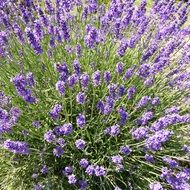 purple lavender flowers perfume