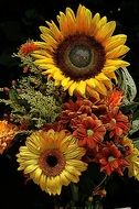 flower of sun
