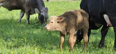 small calf and cows on meadow