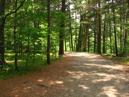 trail between the trees in the park