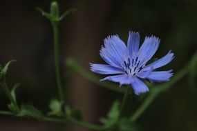 blue flower on dark background