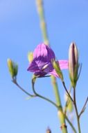 Purple chinese bellflower