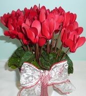 bouquet of red cyclamen