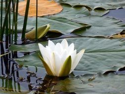 white water lily among the huge leaves in pond