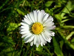 Blooming white and yellow daisy