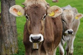 cute cows of allgau