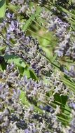 purple lavender flowers in nature