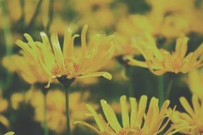 yellow flowers in the mist