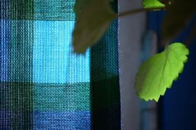 green plant on the window near the curtain