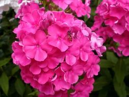 wonderful phlox flower