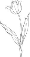 tulip white flower as a drawing
